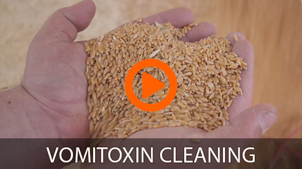 Vomitoxin Cleaning